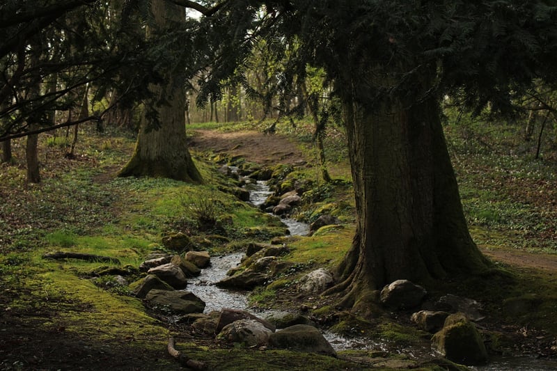 Elves in a mystical forest